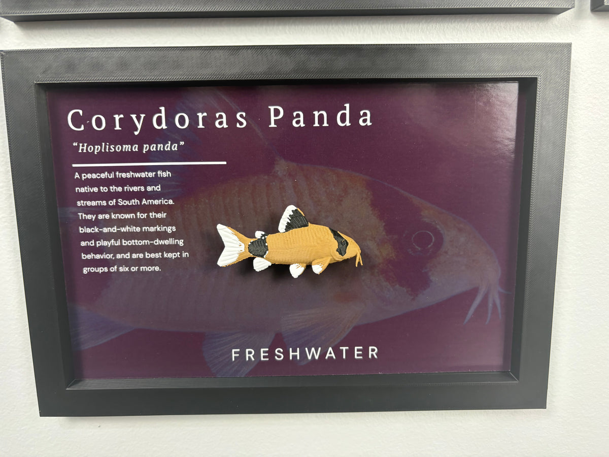 Panda Corydora Wall Mount