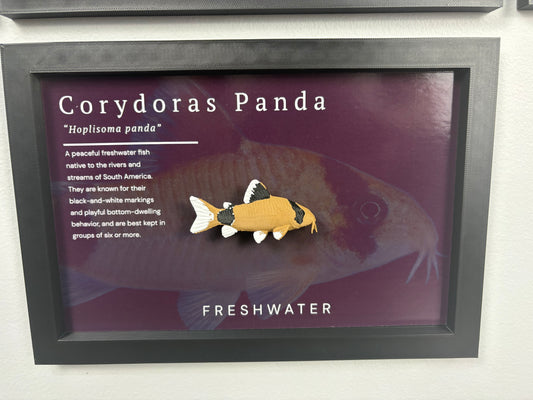 Panda Corydora Wall Mount