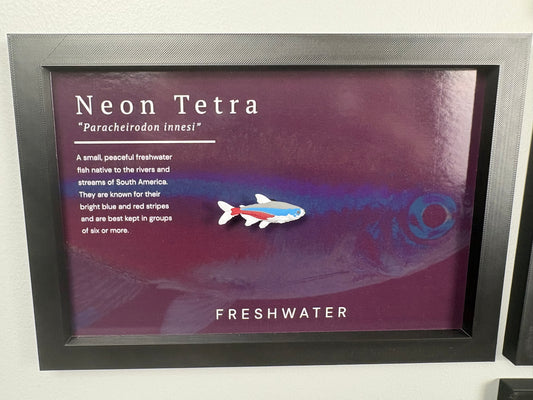Neon Tetra Wall Mount