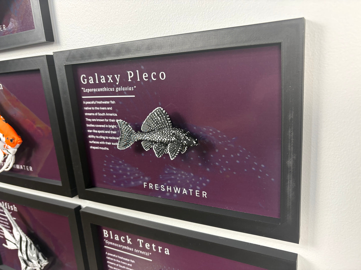 Galaxy Pleco Wall Mount