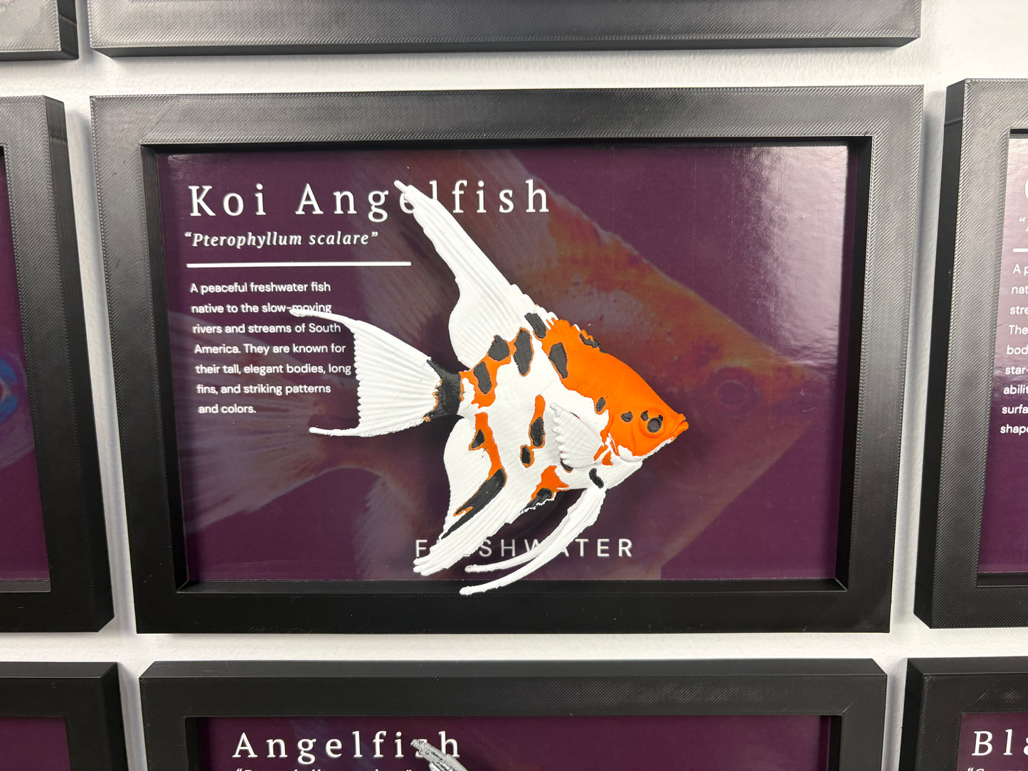 Koi Angelfish Wall Mount