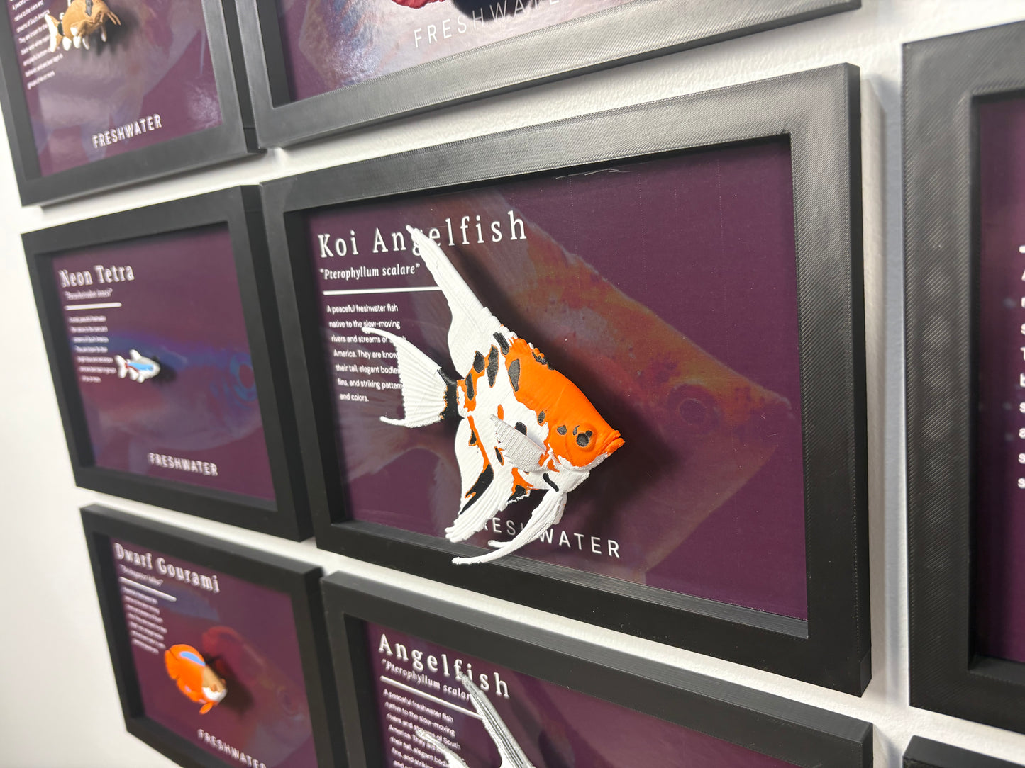 Koi Angelfish Wall Mount