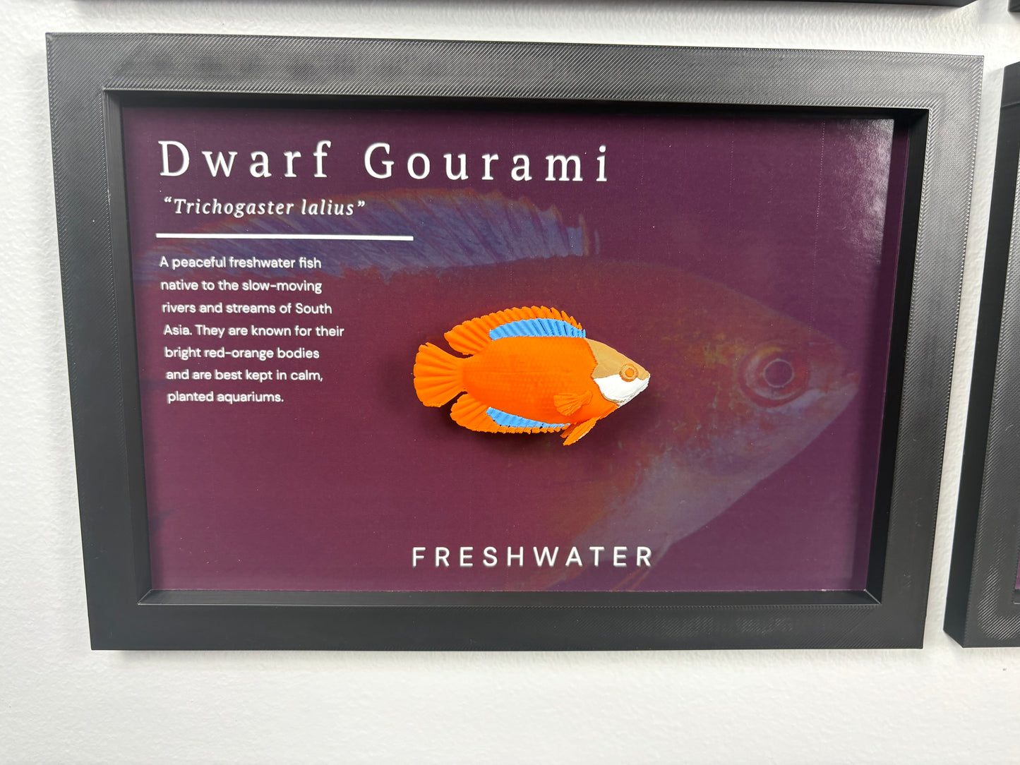 Flame Dwarf Gourami Wall Mount