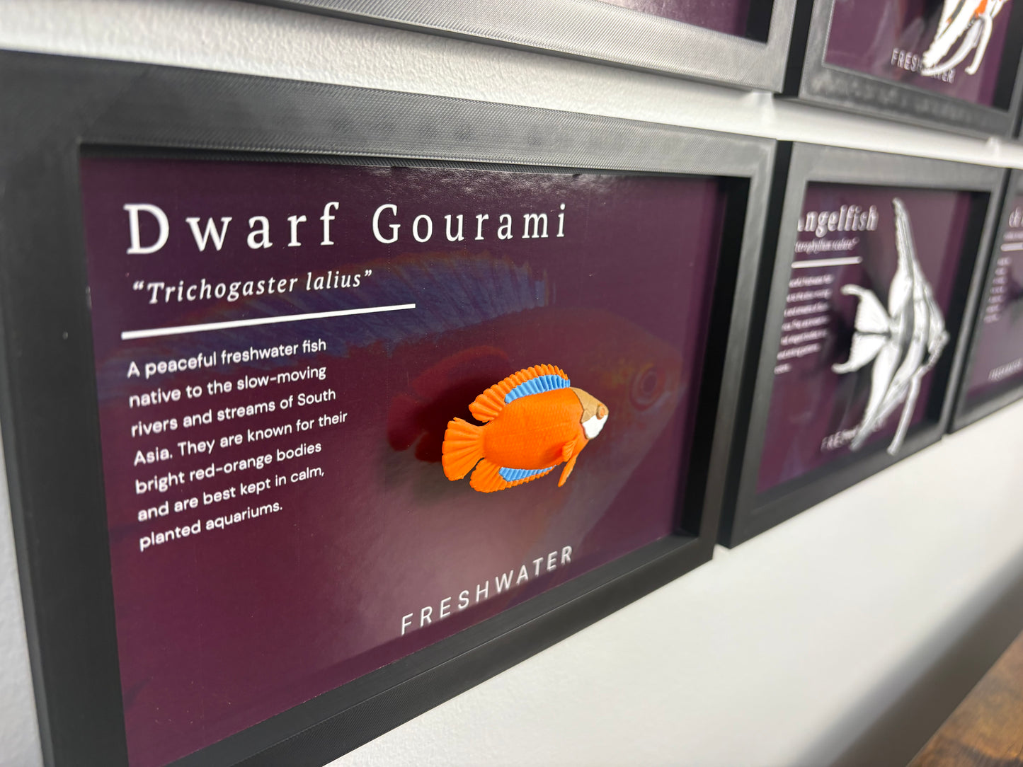 Flame Dwarf Gourami Wall Mount