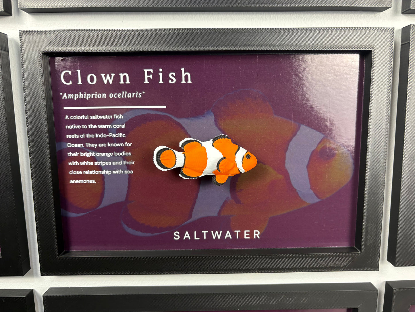 Clownfish Wall Mount