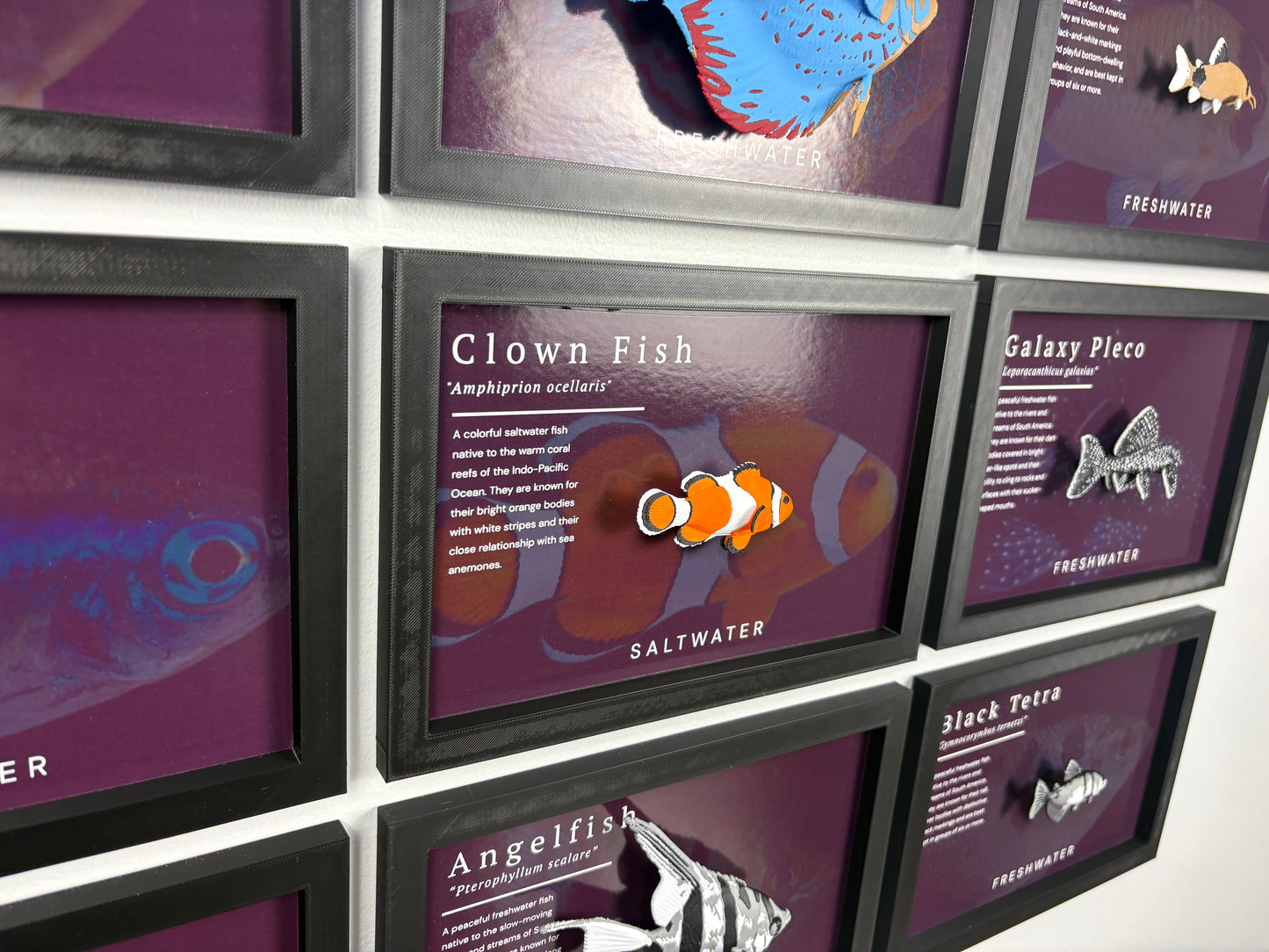 Clownfish Wall Mount