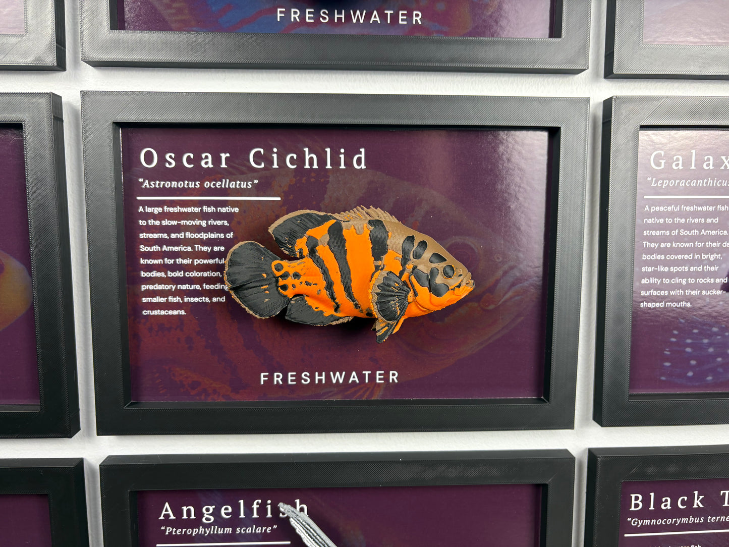 Oscar Cichlid Wall Mount