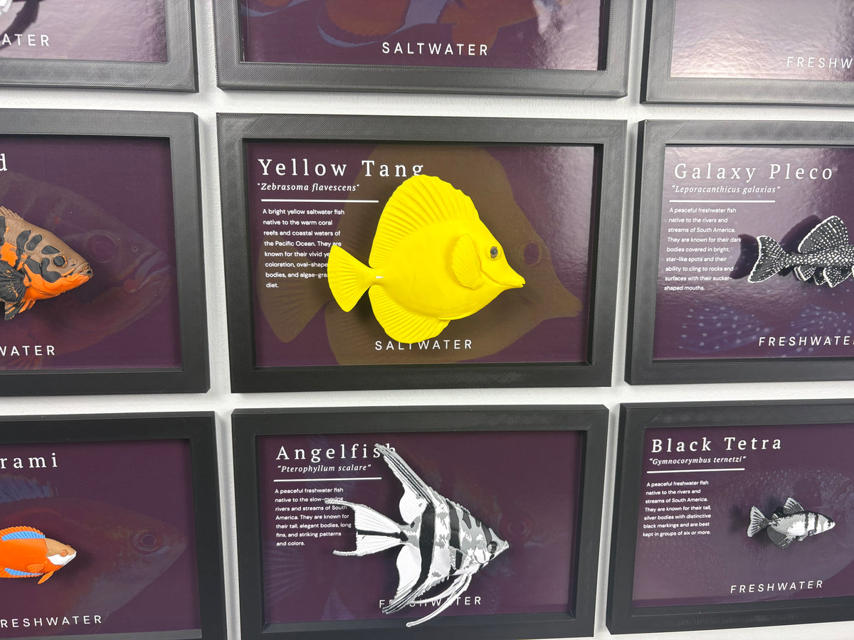 Yellow Tang Wall Mount