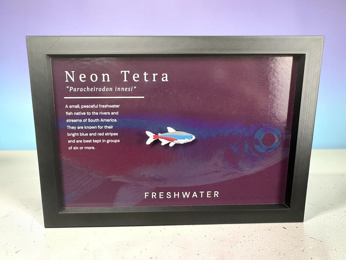 Neon Tetra Wall Mount