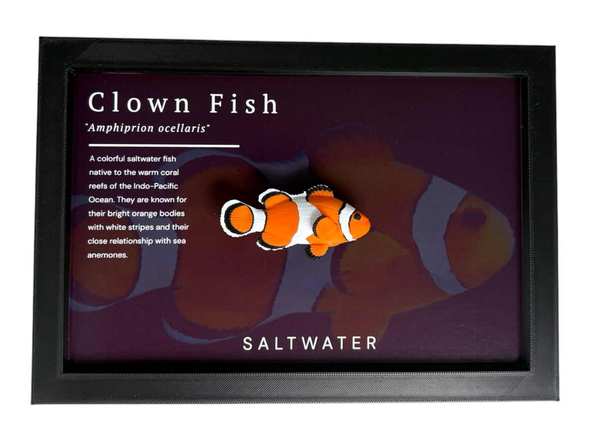 Clownfish Wall Mount