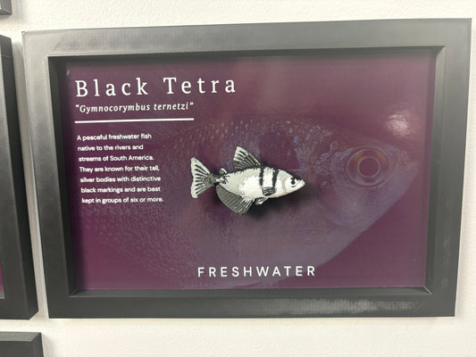 Black Tetra Wall Mount