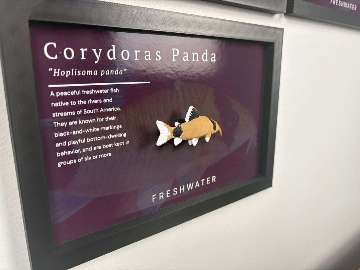 Panda Corydora Wall Mount