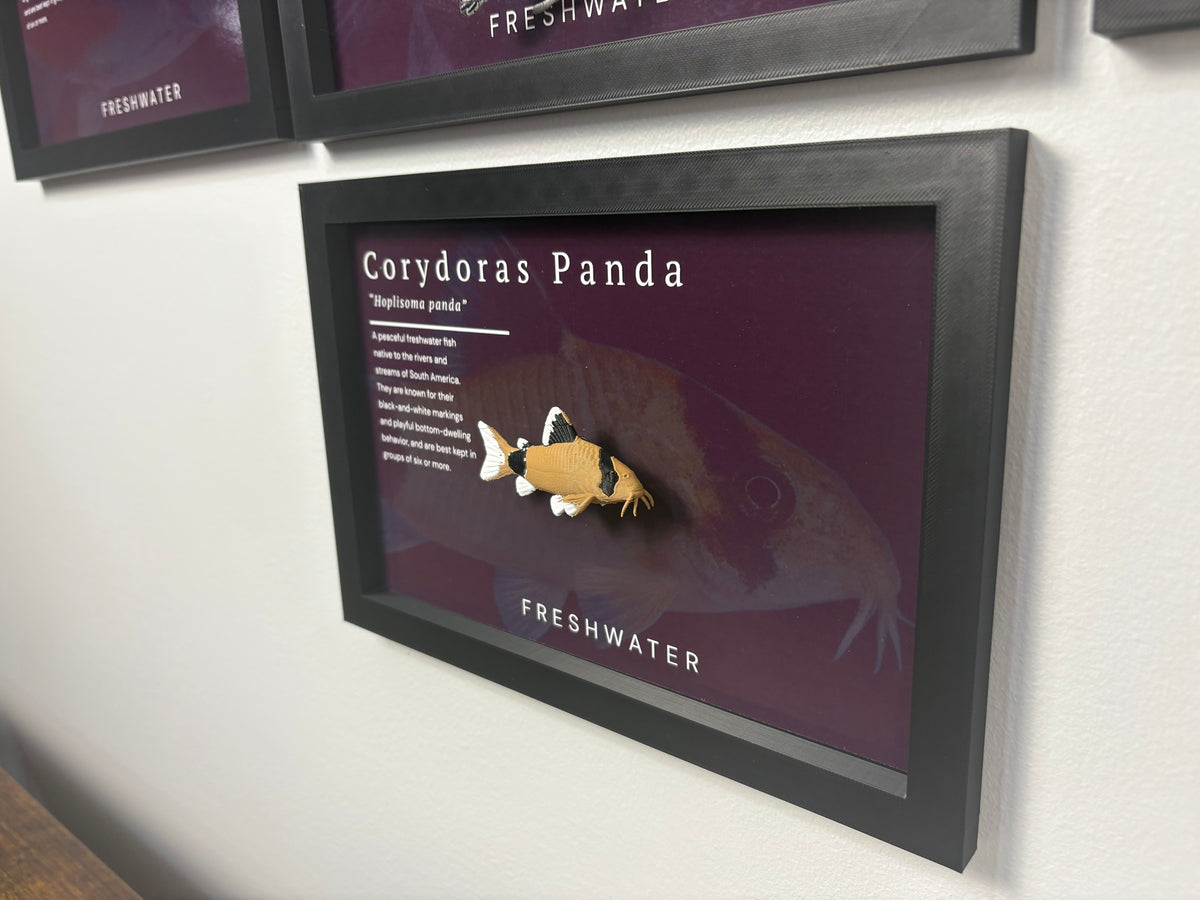 Panda Corydora Wall Mount