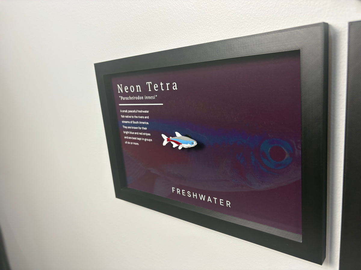 Neon Tetra Wall Mount