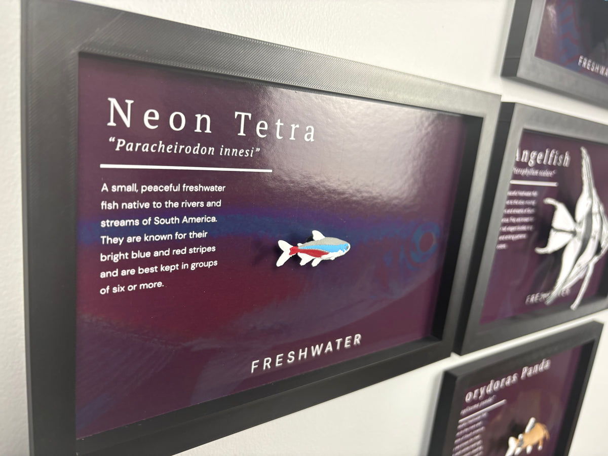 Neon Tetra Wall Mount