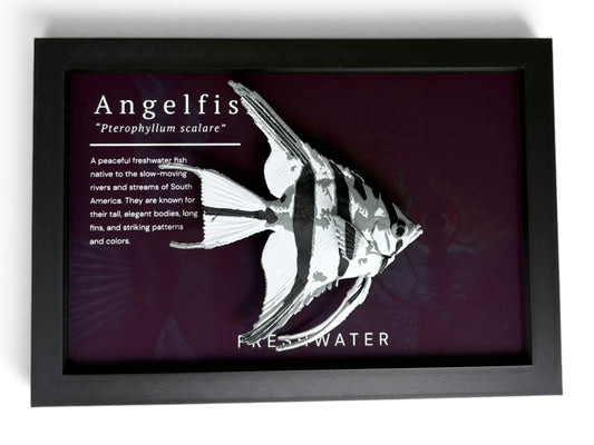 Angel Fish Wall Mount