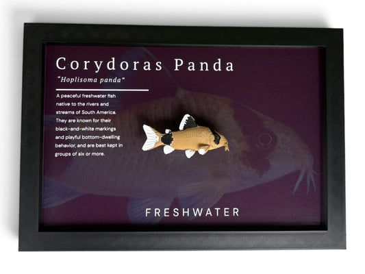 Panda Corydora Wall Mount