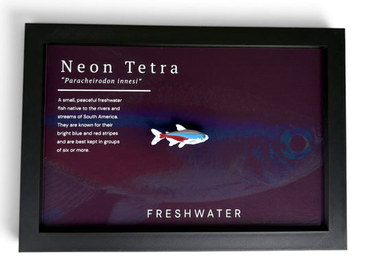 Neon Tetra Wall Mount