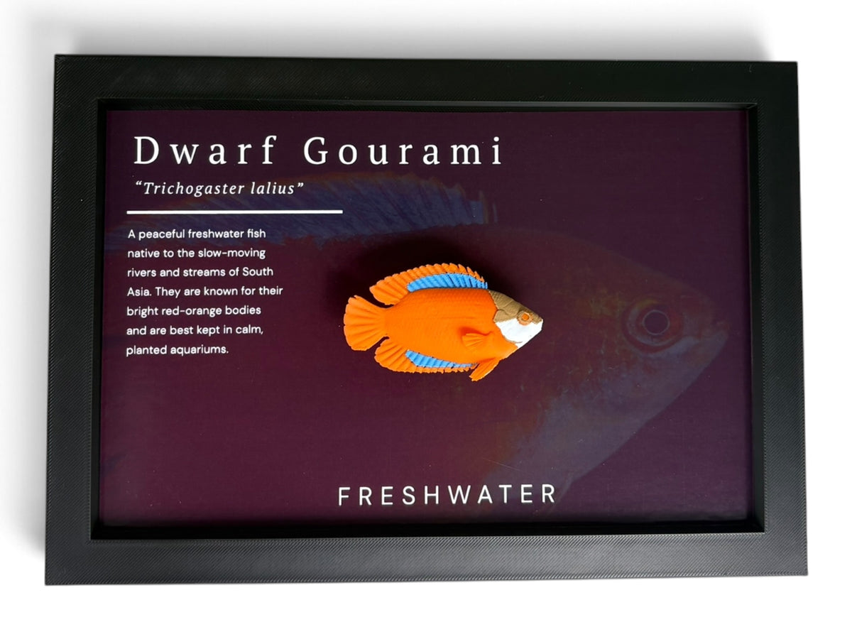 Flame Dwarf Gourami Wall Mount