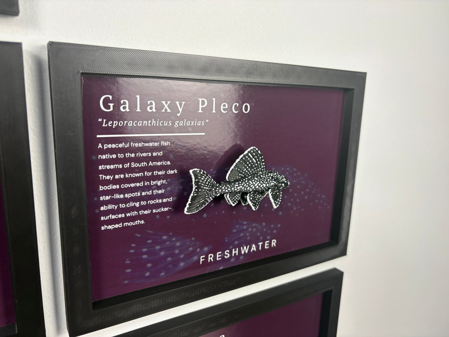 Galaxy Pleco Wall Mount