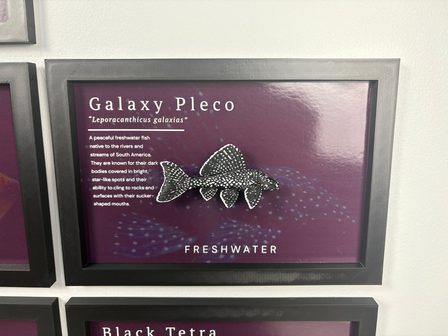 Galaxy Pleco Wall Mount