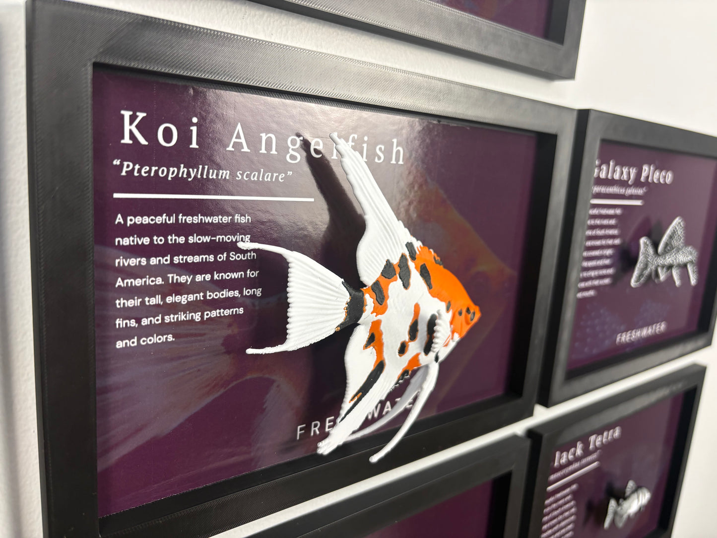 Koi Angelfish Wall Mount