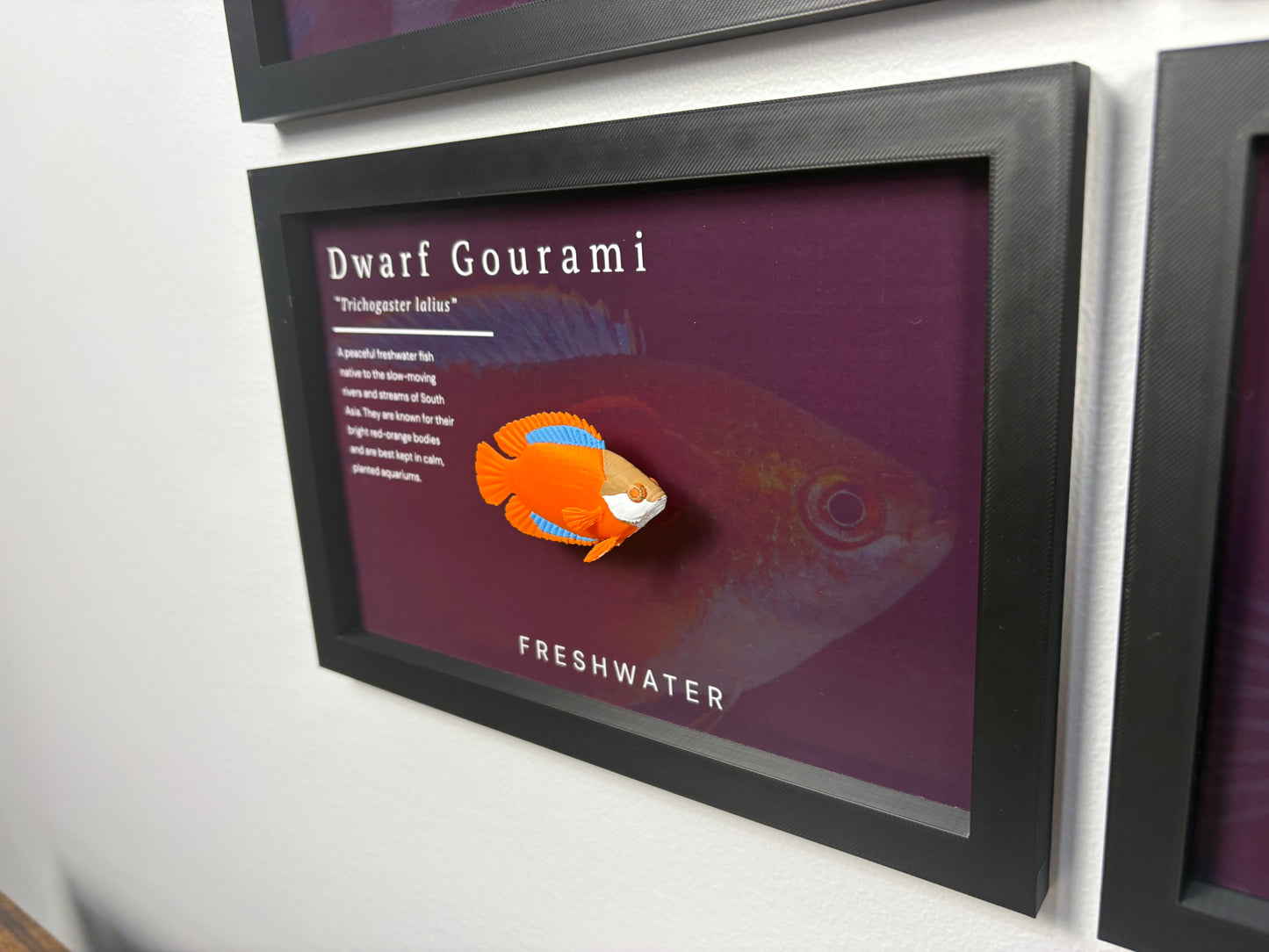 Flame Dwarf Gourami Wall Mount