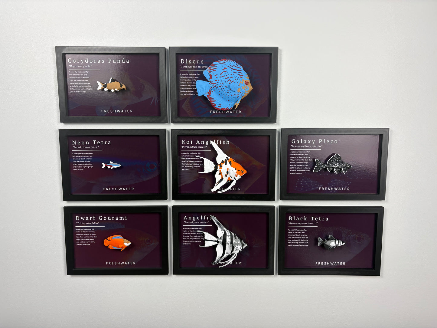 Koi Angelfish Wall Mount