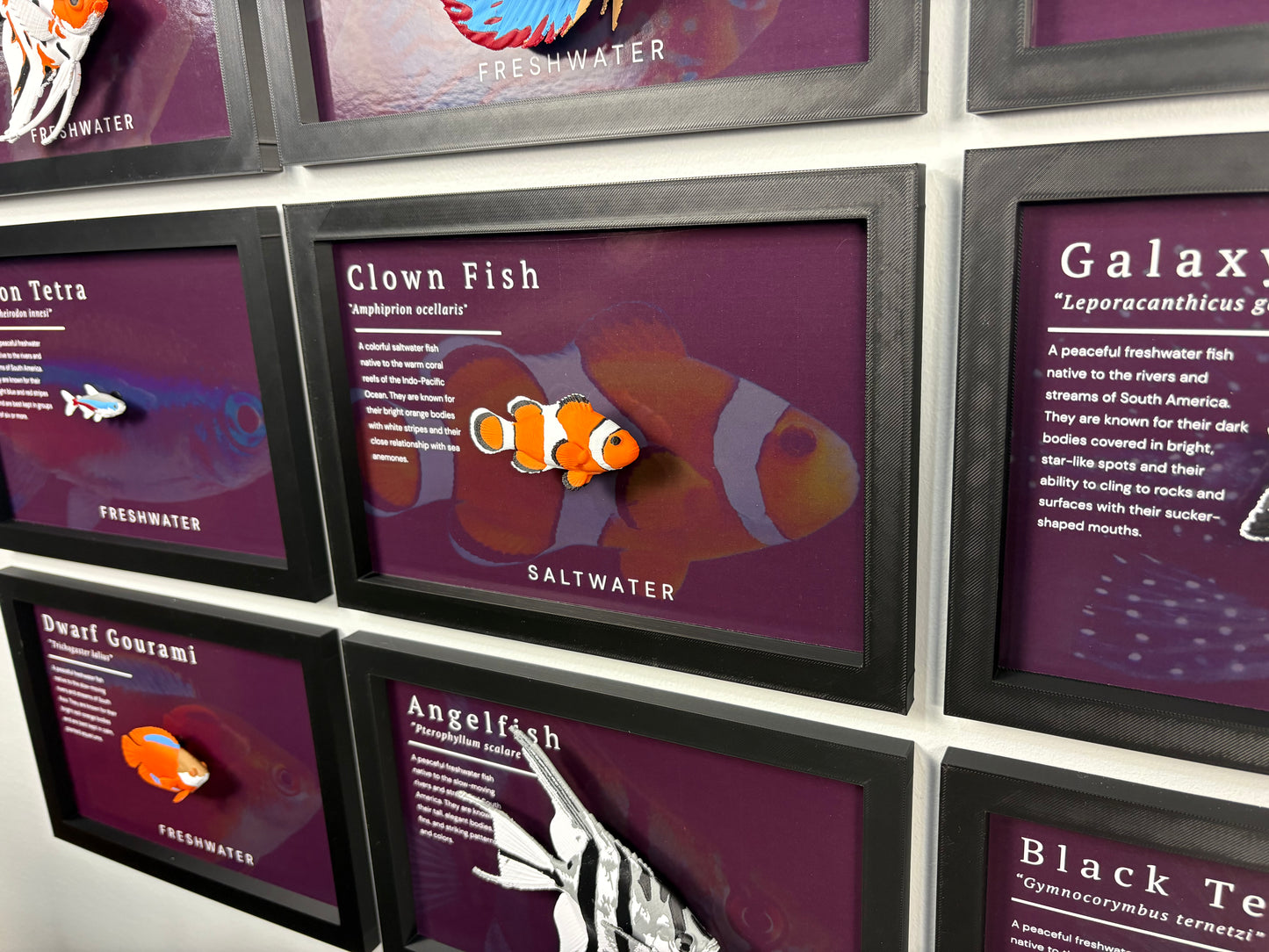 Clownfish Wall Mount