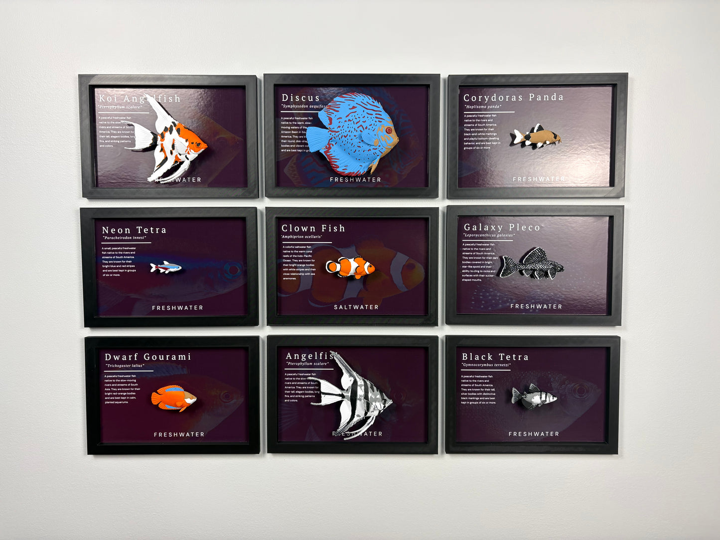 Clownfish Wall Mount