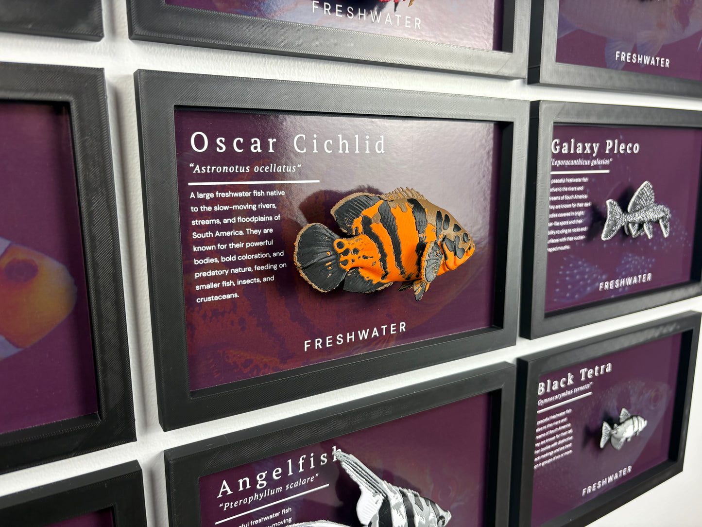 Oscar Cichlid Wall Mount