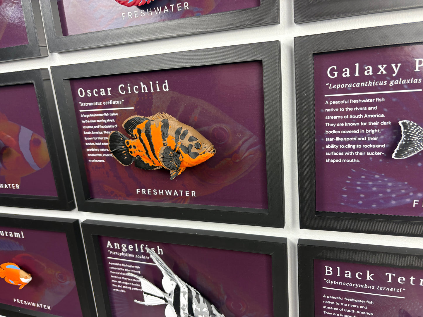 Oscar Cichlid Wall Mount