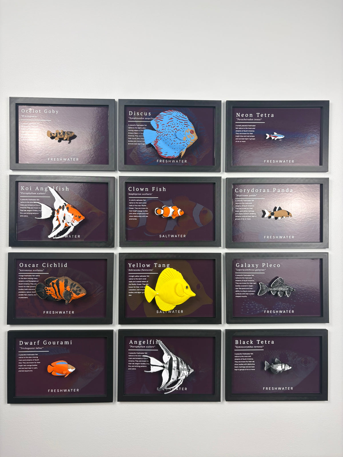 Yellow Tang Wall Mount