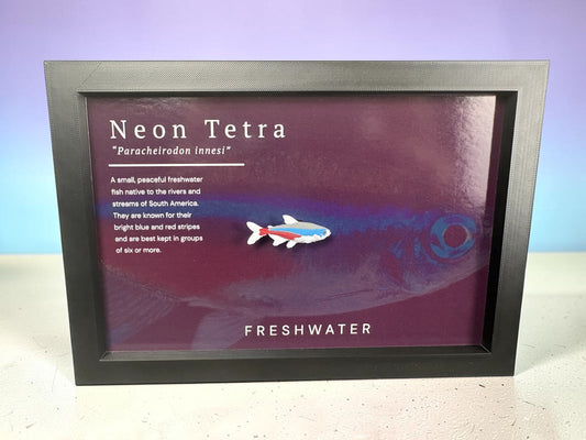 Neon Tetra Wall Mount
