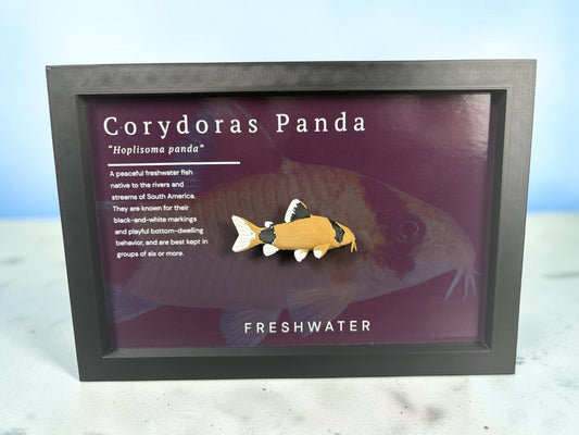 Panda Corydora Wall Mount