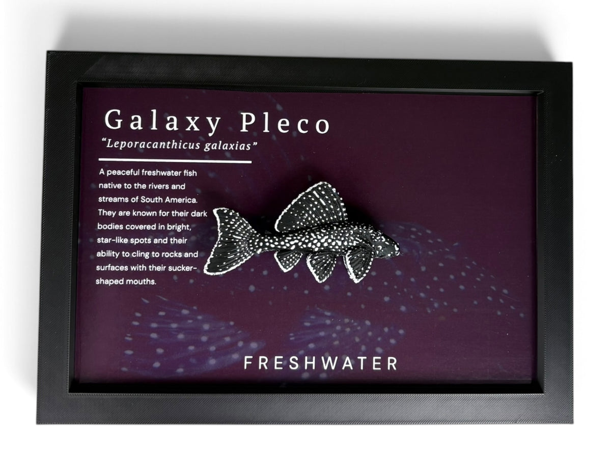 Galaxy Pleco Wall Mount