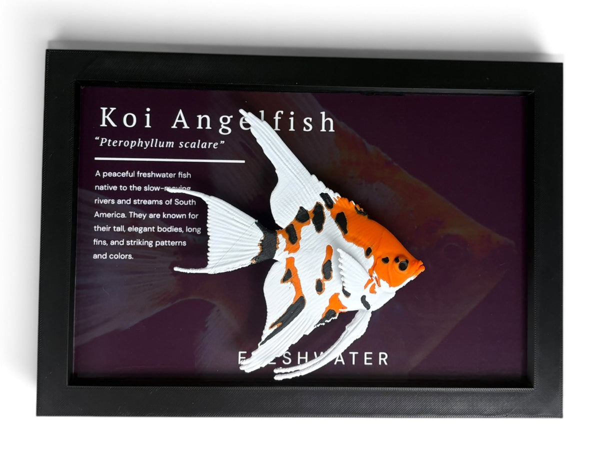 Koi Angelfish Wall Mount