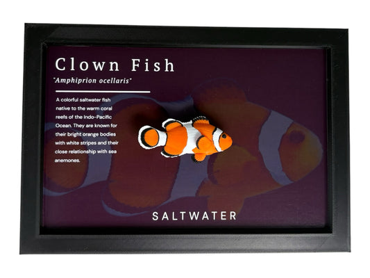 Clownfish Wall Mount