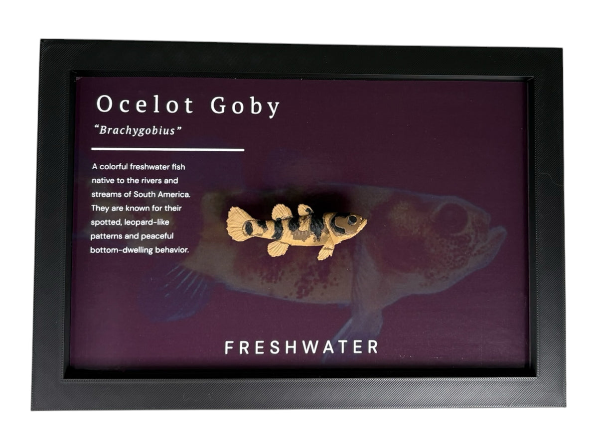 Ocelot Goby Wall Mount