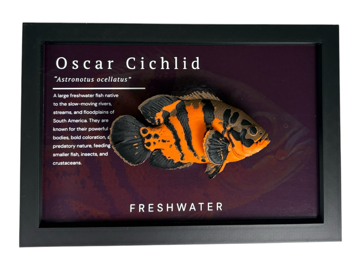 Oscar Cichlid Wall Mount